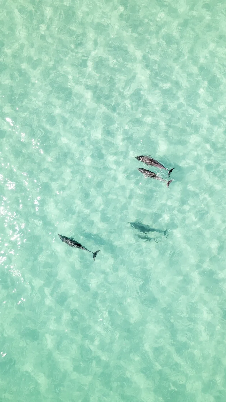 Dolphins swimming in Sydney waters
